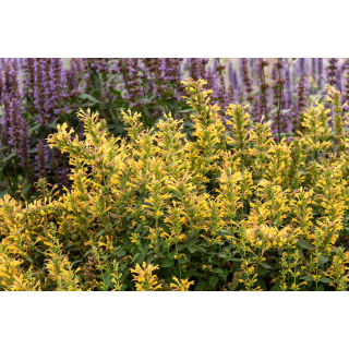 Kłosowiec Kudos Yellow